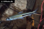 hemiodus gracilis hemiodus gracilis