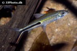 hemiodus gracilis hemiodus gracilis