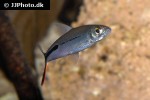 hemiodus gracilis hemiodus gracilis