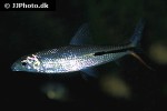 hemiodus gracilis hemiodus gracilis