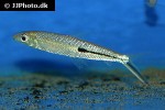 hemiodus gracilis hemiodus gracilis