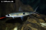 hemiodus gracilis hemiodus gracilis