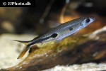 hemiodus gracilis hemiodus gracilis