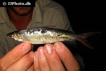 hemiodus gracilis hemiodus gracilis