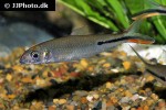 hemiodus gracilis hemiodus gracilis