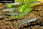 hemiodus gracilis hemiodus gracilis