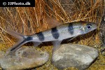 hemiodus huraulti hemiodus huraulti