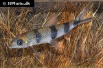 hemiodus huraulti hemiodus huraulti