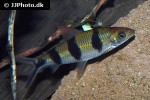 hemiodus huraulti hemiodus huraulti