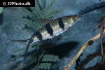 hemiodus huraulti hemiodus huraulti
