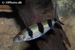 hemiodus huraulti hemiodus huraulti