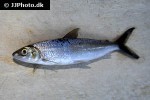 hemiodus immaculatus hemiodus immaculatus