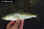 hemiodus immaculatus hemiodus immaculatus