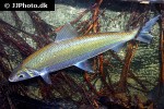 hemiodus immaculatus hemiodus immaculatus