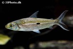 hemiodus microlepis hemiodus microlepis