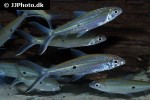 hemiodus microlepis hemiodus microlepis
