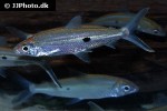 hemiodus microlepis hemiodus microlepis