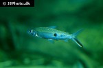 hemiodus orthonops hemiodus orthonops
