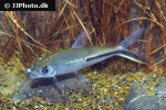 hemiodus semitaeniatus hemiodus semitaeniatus