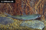 hemiodus semitaeniatus hemiodus semitaeniatus