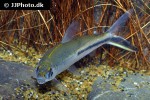 hemiodus semitaeniatus hemiodus semitaeniatus