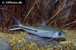 hemiodus semitaeniatus hemiodus semitaeniatus