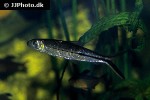 hemiodus ternetzi hemiodus ternetzi