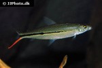 hemiodus ternetzi hemiodus ternetzi