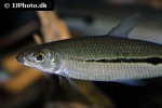 hemiodus ternetzi hemiodus ternetzi