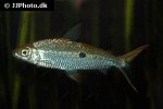 hemiodus unimaculatus hemiodus unimaculatus