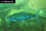 hemiodus unimaculatus hemiodus unimaculatus