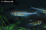 hoplocharax goethei hoplocharax goethei
