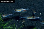 hoplocharax goethei hoplocharax goethei