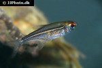 hoplocharax goethei hoplocharax goethei