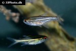 hoplocharax goethei hoplocharax goethei