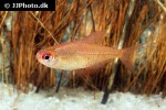 hyphessobrycon aff pulchripinnis hyphessobrycon aff pulchripinnis