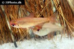 hyphessobrycon aff pulchripinnis hyphessobrycon aff pulchripinnis