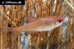 hyphessobrycon aff pulchripinnis hyphessobrycon aff pulchripinnis