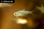 hyphessobrycon amandae hyphessobrycon amandae