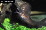 hyphessobrycon amandae hyphessobrycon amandae