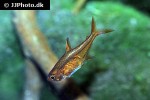 hyphessobrycon amandae hyphessobrycon amandae