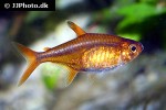 hyphessobrycon amandae hyphessobrycon amandae