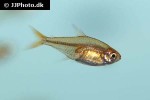 hyphessobrycon amandae hyphessobrycon amandae