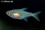 hyphessobrycon amandae hyphessobrycon amandae