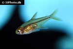 hyphessobrycon amandae hyphessobrycon amandae