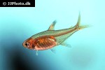 hyphessobrycon amandae hyphessobrycon amandae