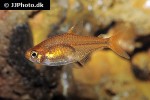 hyphessobrycon amandae hyphessobrycon amandae
