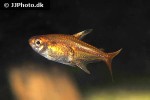 hyphessobrycon amandae hyphessobrycon amandae