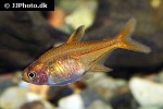 hyphessobrycon amandae hyphessobrycon amandae