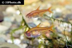 hyphessobrycon amandae hyphessobrycon amandae